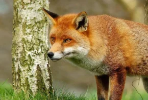 Лисиця звичайна або руда (лат. Vulpes vulpes) Лисиця звичайна або руда (лат. Vulpes vulpes)