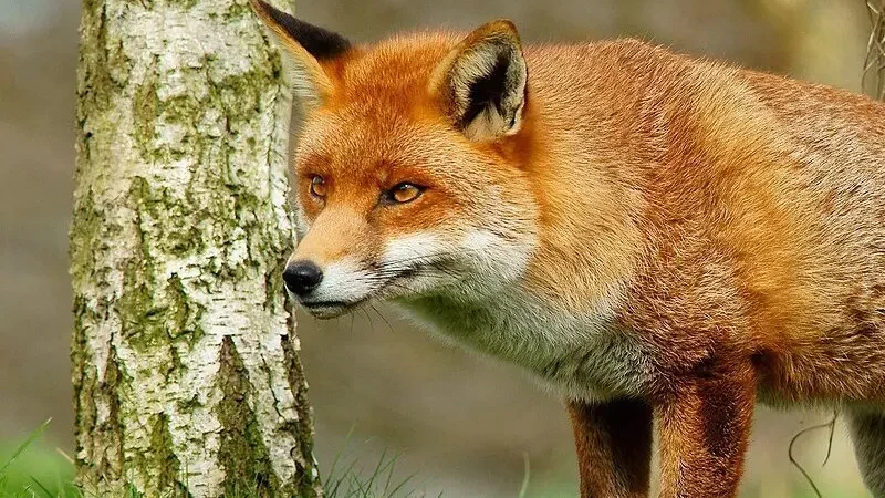 Лисиця звичайна або руда (лат. Vulpes vulpes)