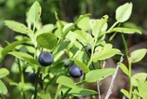 Чорниця звичайна (Vaccinium myrtillus) Чорниця звичайна (Vaccinium myrtillus)