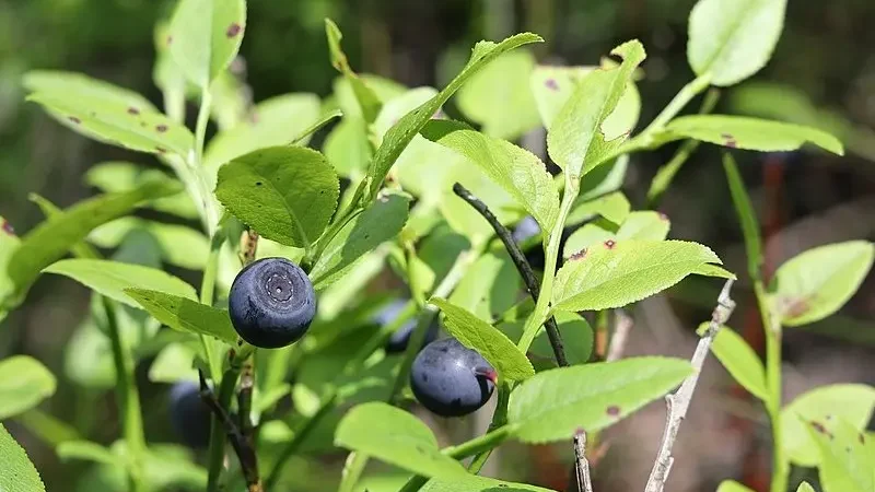 Чорниця звичайна (Vaccinium myrtillus)