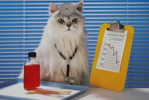 Колаж на тему "Фелінотерапія"