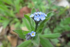 Незабудка польова (Myosotis arvensis)