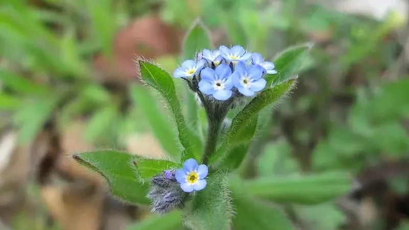 Незабудка польова (Myosotis arvensis)