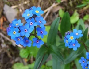 Незабудка альпійська (Myosotis alpestris)