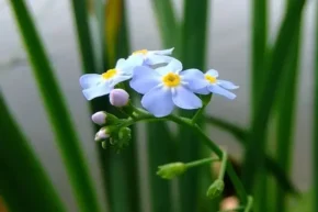 Незабудка розлога (Myosotis laxa)