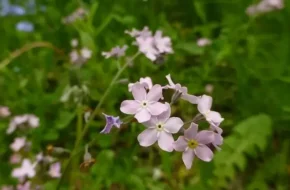 Незабудка лісова (Myosotis sylvatica)