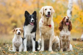Собаки різних порід