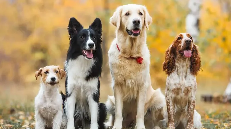 Собаки різних порід