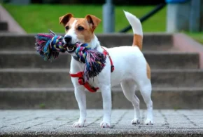 Собака породи джек-рассел-тер'єр