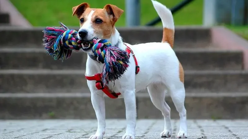 Собака породи джек-рассел-тер'єр