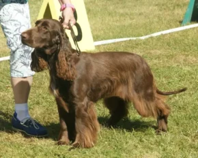 Собака породи філд-спанієль