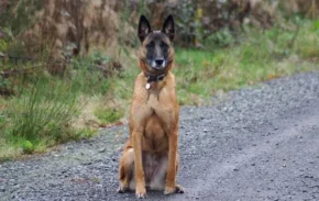 Бельгійська вівчарка малінуа