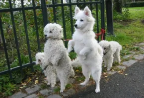 Білі собаки на задніх лапах