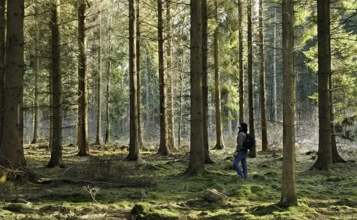 Дерев на Землі більше, ніж зірок у галактиці