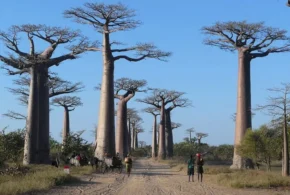 Алея баобабів на Мадагаскарі