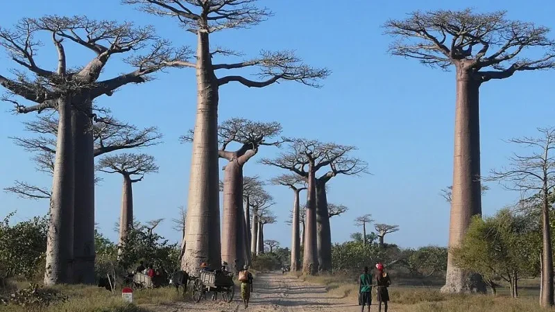 Алея баобабів на Мадагаскарі