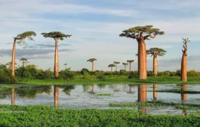 Алея баобабів під час дощового сезону