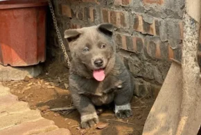 Цуценя хмонга