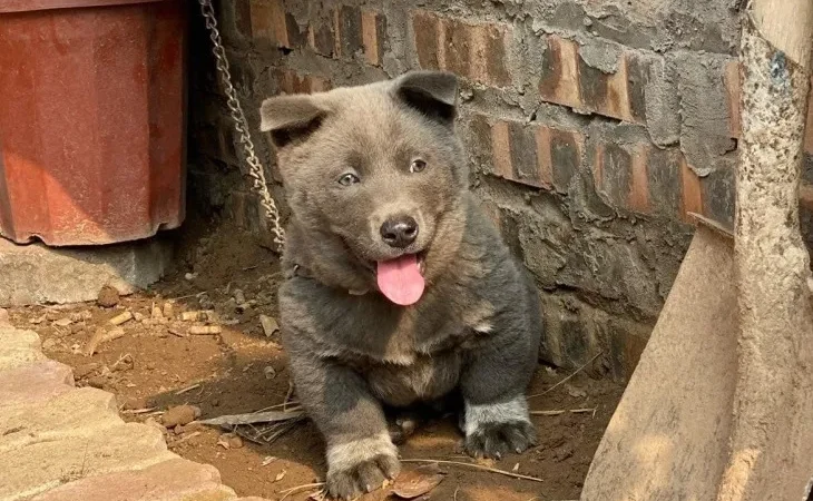 Цуценя хмонга