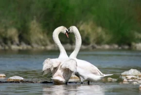 Лебеді-шипуни (Cygnus olor)