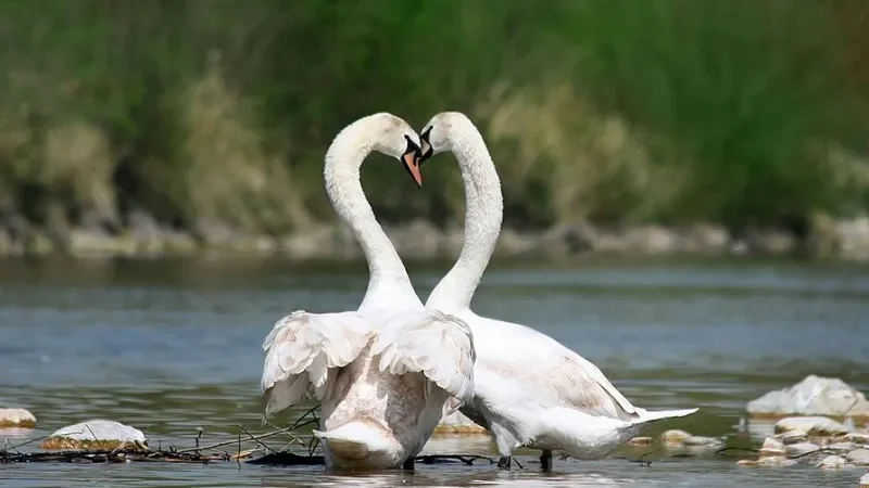 Лебеді-шипуни (Cygnus olor)