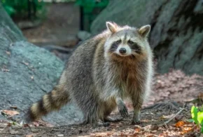 Єнот звичайний або полоскун (Procyon lotor) Єнот звичайний або полоскун (Procyon lotor)