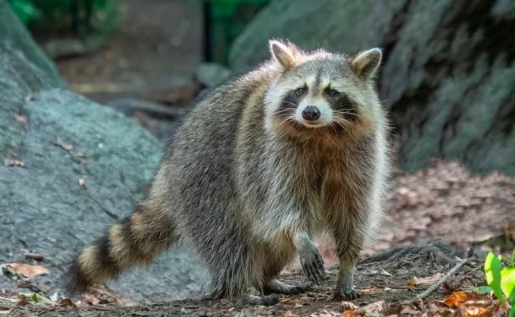 Єнот звичайний або полоскун (Procyon lotor)