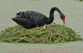 Чорний лебідь (Cygnus atratus)