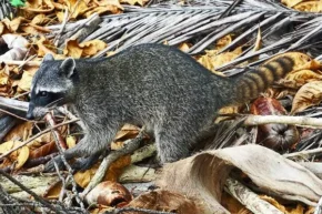 Єнот ракоїд (Procyon cancrivorus) Єнот ракоїд (Procyon cancrivorus)