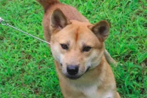 Рудий представник породи хмонг