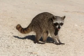 Єнот пігмейський (Procyon pygmaeus) Єнот пігмейський (Procyon pygmaeus)