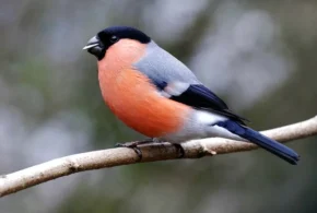 Снігур звичайний (Pyrrhula pyrrhula), самець