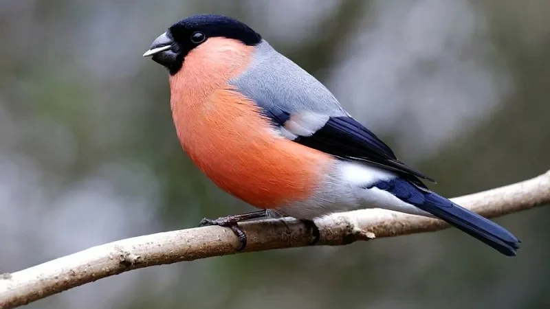 Снігур звичайний (Pyrrhula pyrrhula), самець