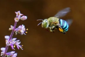 Синьосмугові бджоли (Amegilla cingulata)