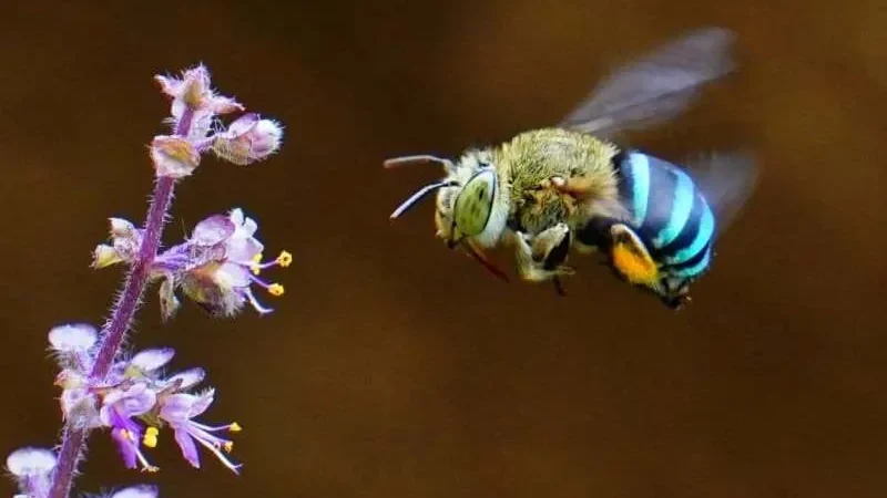 Синьосмугові бджоли (Amegilla cingulata)