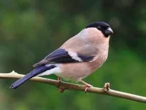 Снігур звичайний, самка