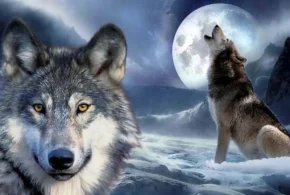 Вовк піднімає морду вгору при витті