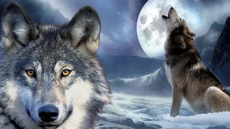 Вовк піднімає морду вгору при витті