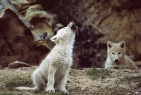 Навіть вовченята інстинктивно задирають морду при витті