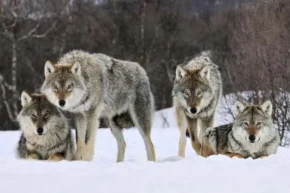 Вовча зграя